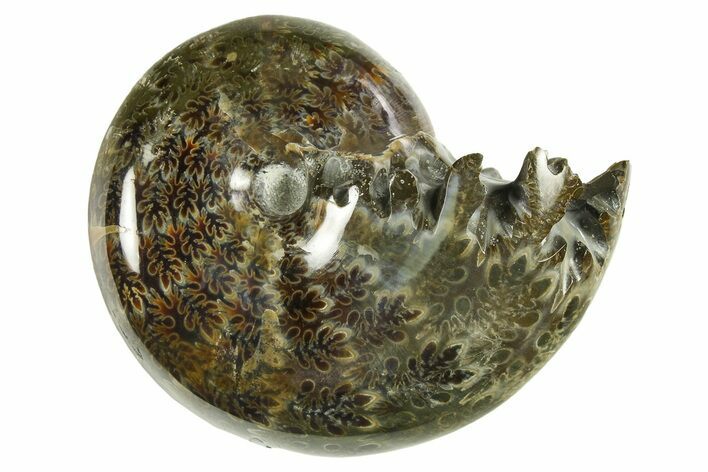 Polished Ammonite (Phylloceras) Fossil - Madagascar #288062